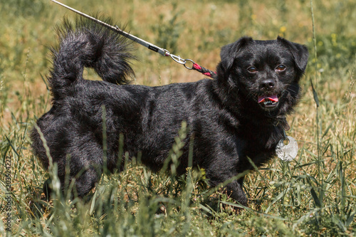 Emotional old black dog posing outdoors, cute fluffy pup on a walk in the park, dog babysitter concept photo