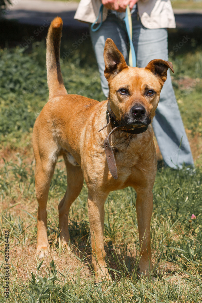 Strong brown dog walking outdoors in the park, mixed bred dog with cute ears on the grass, animal shelter concept Strong brown dog walking outdoors in the park, mixed bred dog with cute ears on the grass, animal shelter concept