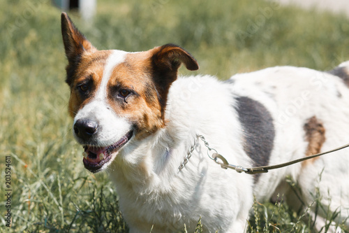 Cute mixed breed dog smiling while walking in the park, animal shelter concept