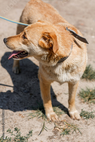Cute mixed breed brown dog smiling outdoors in the sun with his tongue out, friendly happy dog up for adoption at animal shelter concept