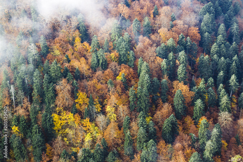 Beautiful autumn forest with green pines and yellow and orange deciduous trees in fog, top view
