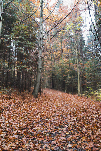 Trail in a beautiful autumn forest, the land is completely covered with orange and red fallen leaves