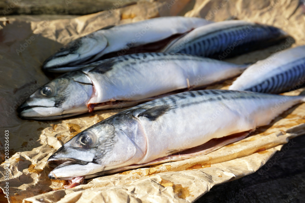 Clean and gutted mackerel fish on a paper prepared for cooking