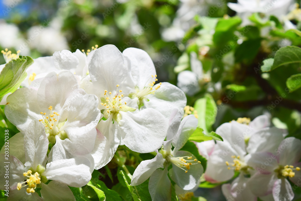 Blossom apple over nature background