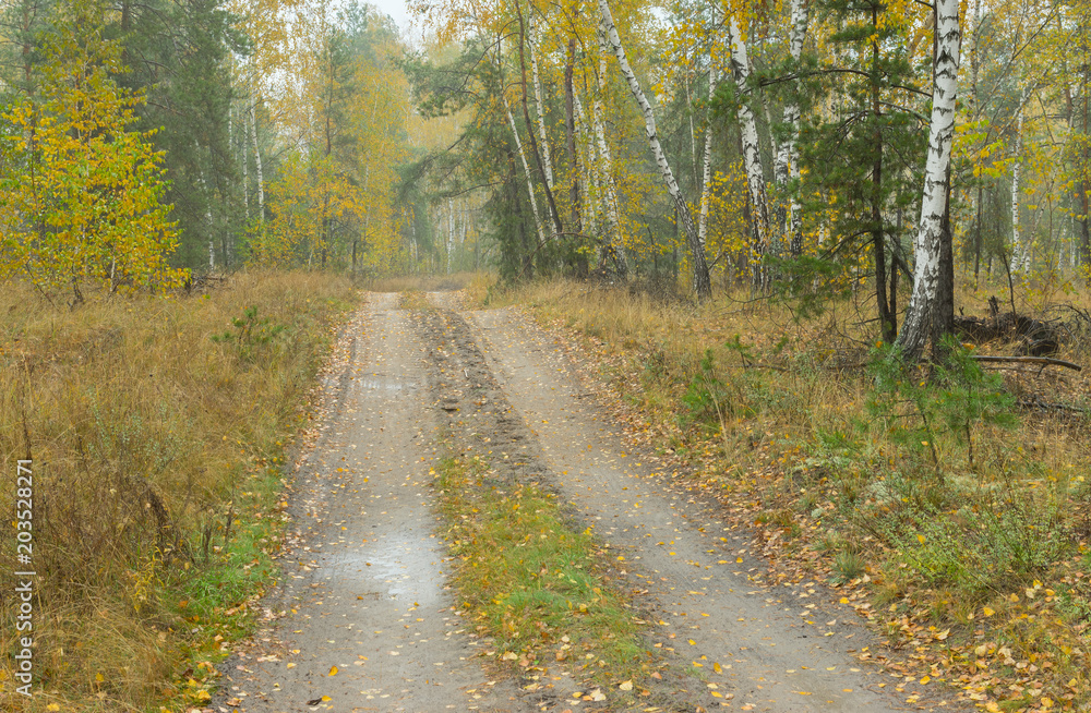 Landscape with sandy road through mixed forest at rainy Autumnal season in Ukraine Landscape with sandy road through mixed forest at rainy Autumnal season in Ukraine
