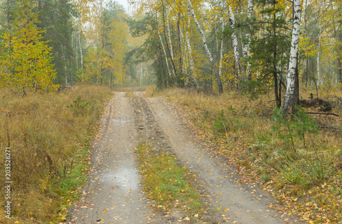 Landscape with sandy road through mixed forest at rainy Autumnal season in Ukraine