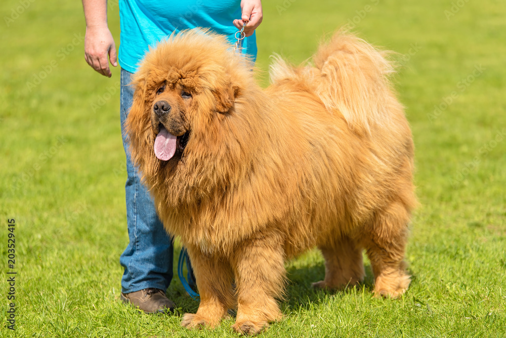 Fototapeta premium Large dog chow-chow in the green park