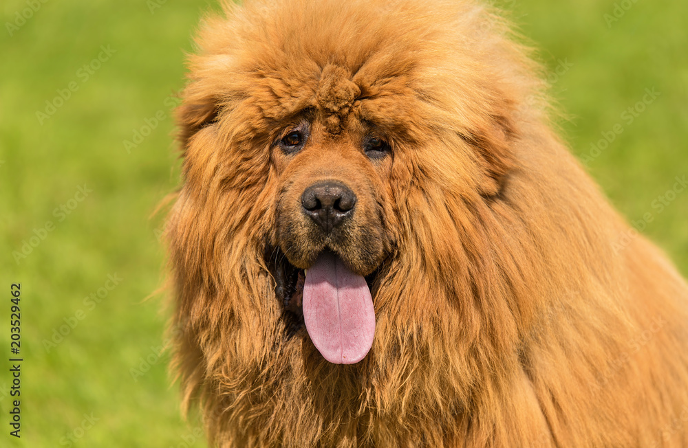 Tibetan on sale chow chow