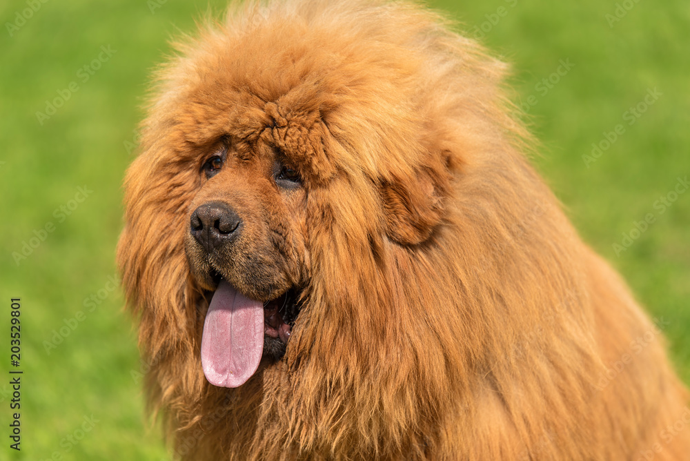 Large dog chow-chow in the green park Large dog chow-chow in the green park