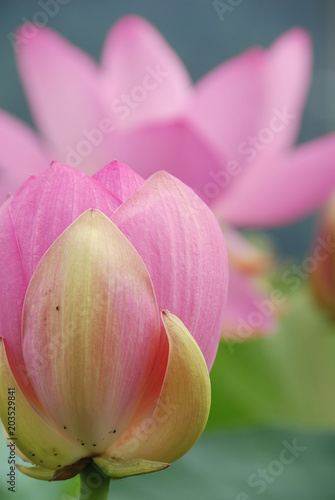 a lotus flower with pink edge / a lotus flower with pink edge / 順に咲く古代蓮の蓮池