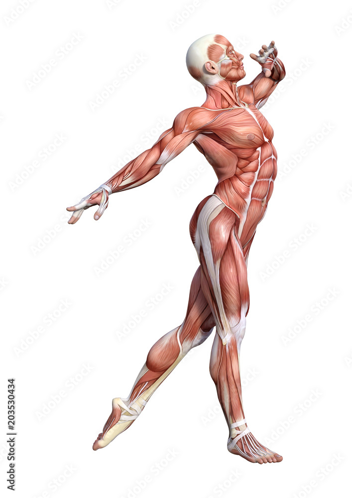 3D Rendering Male Anatomy Figure on White 3D Rendering Male Anatomy Figure on White