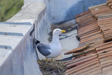 Mother seagull is sitting on the nest 3