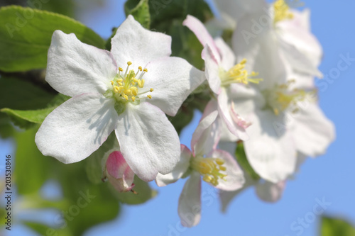 Beautiful apple blossom in springtime, Lüneburg Heath, Northern Germany