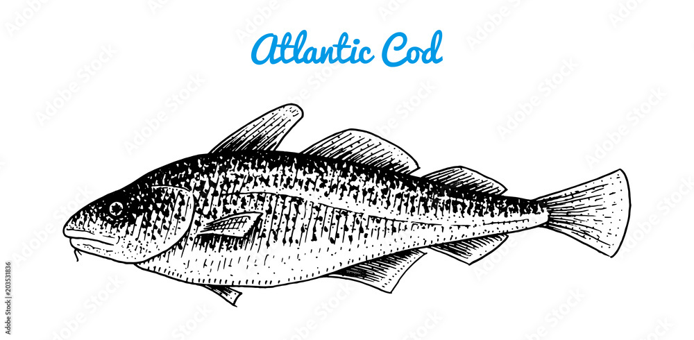 Atlantic cod. River and lake fish. Sea creatures. Freshwater aquarium. Seafood for the menu. Engraved hand drawn in old vintage sketch. Vector illustration. Symbols of the ocean. Atlantic cod. River and lake fish. Sea creatures. Freshwater aquarium. Seafood for the menu. Engraved hand drawn in old vintage sketch. Vector illustration. Symbols of the ocean.