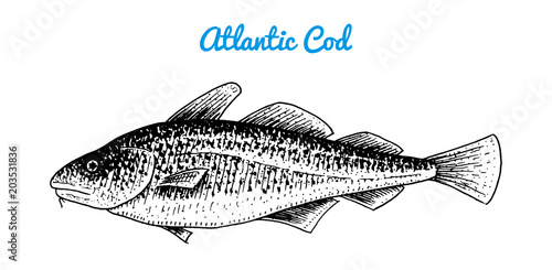 Atlantic cod. River and lake fish. Sea creatures. Freshwater aquarium. Seafood for the menu. Engraved hand drawn in old vintage sketch. Vector illustration. Symbols of the ocean.