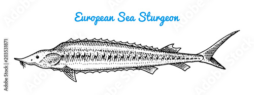 River and lake fish. European sea sturgeon. Sea creatures. Freshwater aquarium. Seafood for the menu. Engraved hand drawn in old vintage sketch. Vector illustration. Symbols of the ocean.