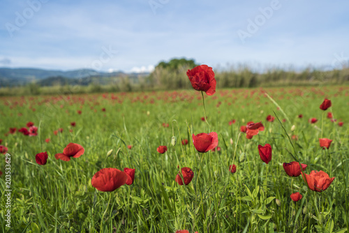 Beautiful poppy field in Tuscany italy