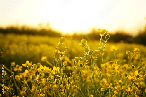 Fototapeta Naklejka Na Ścianę i Meble -  field nature spring yellow flower