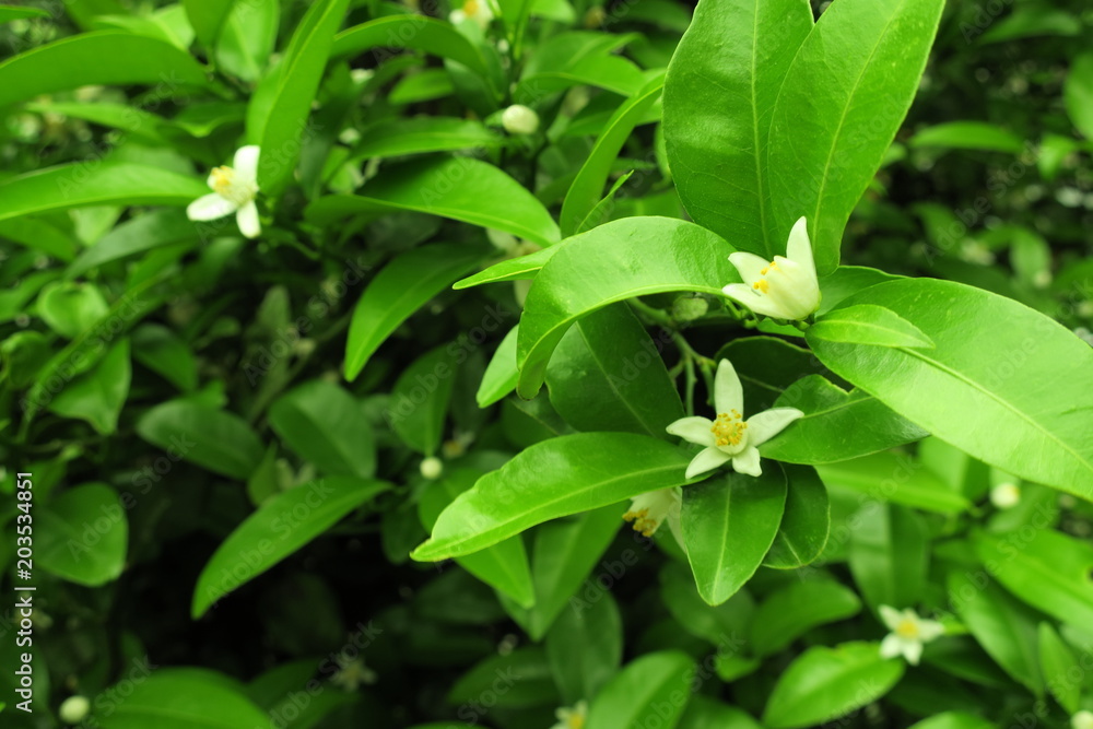 シークワーサーの花 シークワーサーの花