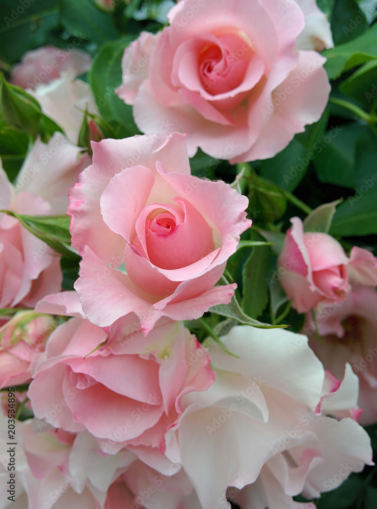 Pink Roses In English Rose Garden 英国式庭園のピンクローズ 三分咲き 日陰 クローズアップ Stock Photo Adobe Stock Pink Roses In English Rose Garden 英国式庭園のピンクローズ 三分咲き 日陰 クローズアップ Stock Photo Adobe Stock