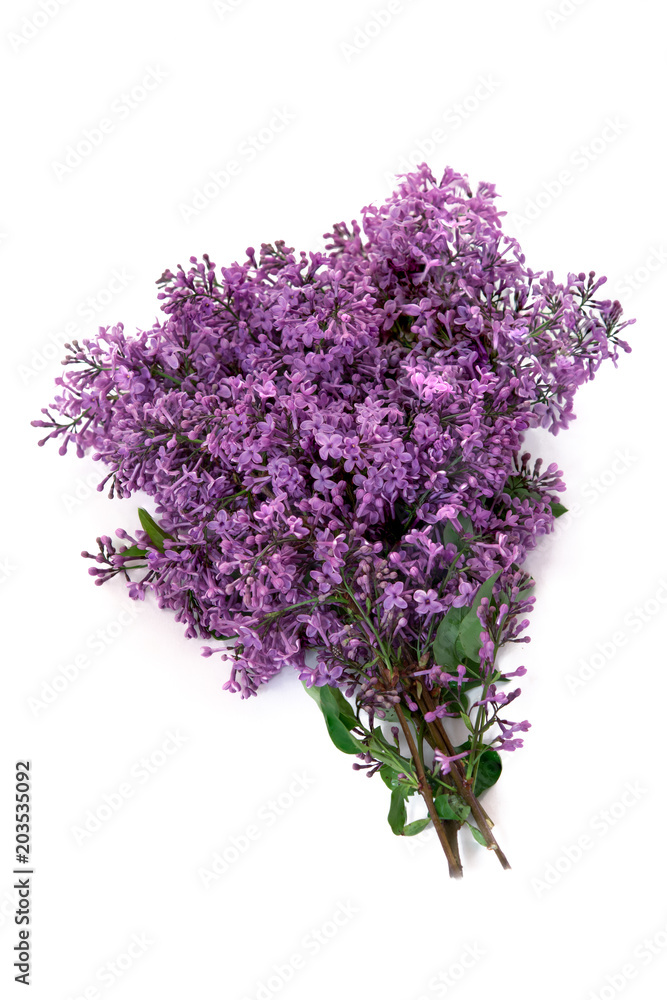Obraz premium Lilac. Spring branch of blossoming lilac.