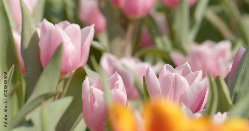 Fototapeta premium Colorful tulip flower farm