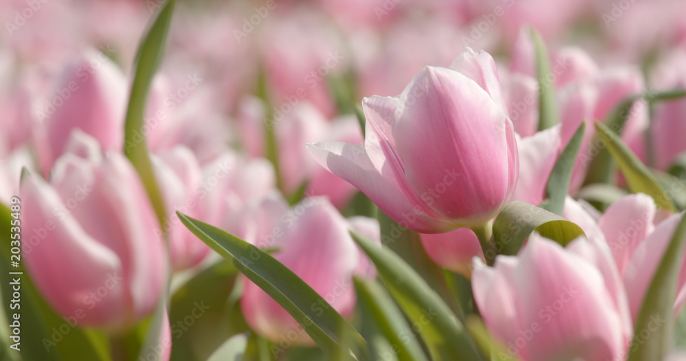 Colorful Tulip farm park Colorful Tulip farm park
