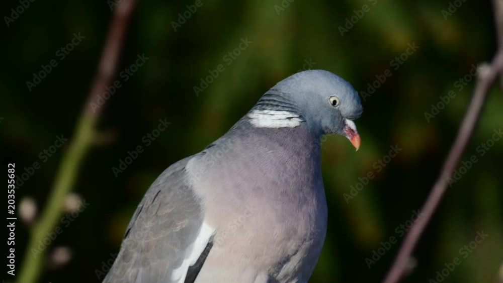 Woodpigeon sit in the apple tree, Portrait, spring, (columba palumbus)
Woodpigeon sit in the apple tree, Portrait, spring, (columba palumbus)