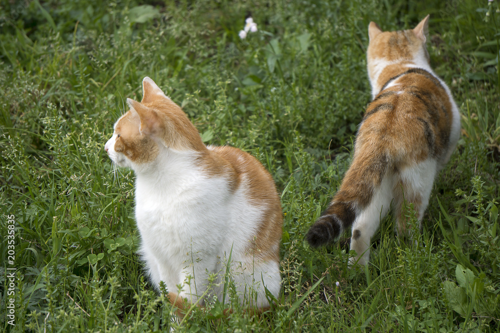茶トラ猫 野良猫 茶トラ猫 野良猫