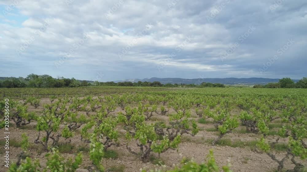 Aerial view of vineyards in Penedes Catalonia Spain Aerial view of vineyards in Penedes Catalonia Spain