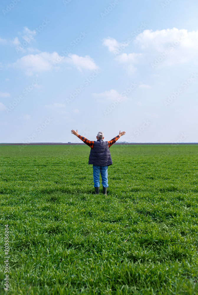 Rear view of senior farmer standing in young wheat with his arms outstretched.