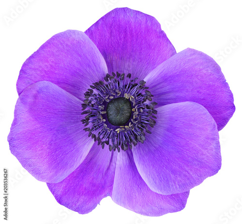 Fotografia, Obraz Violet Daisy (Anemone, Wildröschen) isolated on white background, including clipping path