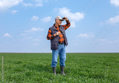 Senior farmer standing in young wheat field holding phone in his hand and examining crop.