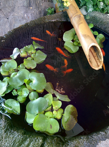 goldfishes in the japanese style garden / 日本庭園 手水鉢で飼う金魚 