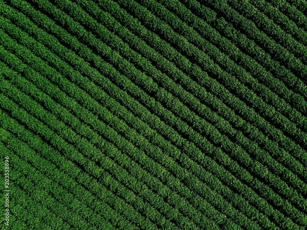 Green country field of potato with row lines, top view, aerial photo