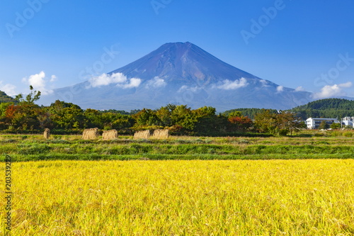 富士山と収穫を迎えた稲田の風景、山梨県富士吉田市農村公園にて