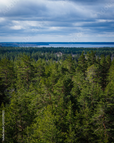 cloudy day, sun-shining forest, beautiful blue sky and clouds; view from above to the beautiful pine forest and the blue lake behind the forest, all around only forests