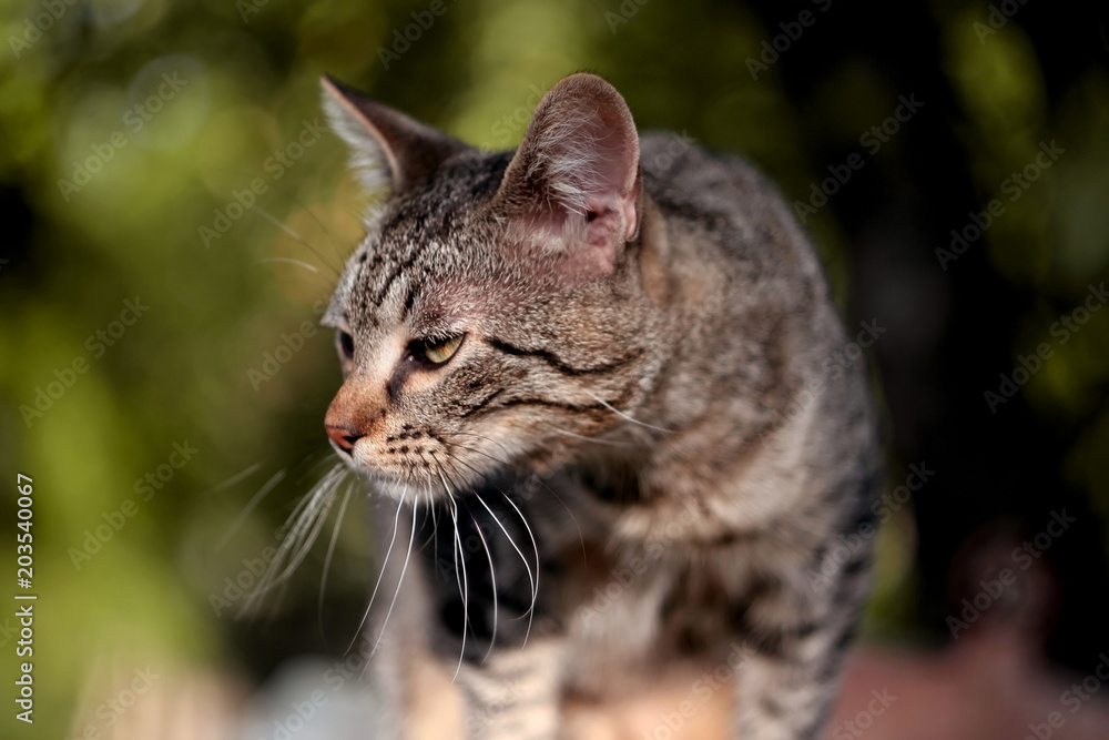 Tiger Cat
