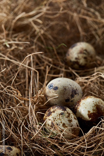 Conceptual still-life with quail eggs in hay nest, close up, selective focus