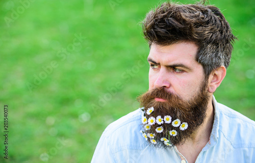 Masculinity concept. Hipster on strict face, green grass background, copy space. Guy with daisy or chamomile flowers in beard. Man with beard and mustache enjoy spring, green meadow background.