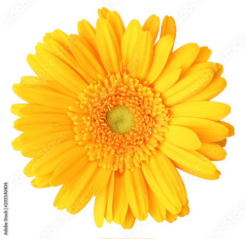 Beautiful Gerbera  Daisy  isolated on white background  including clipping path. Germany