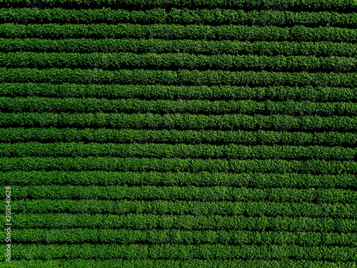 Green country field of potato with row lines, top view, aerial photo
