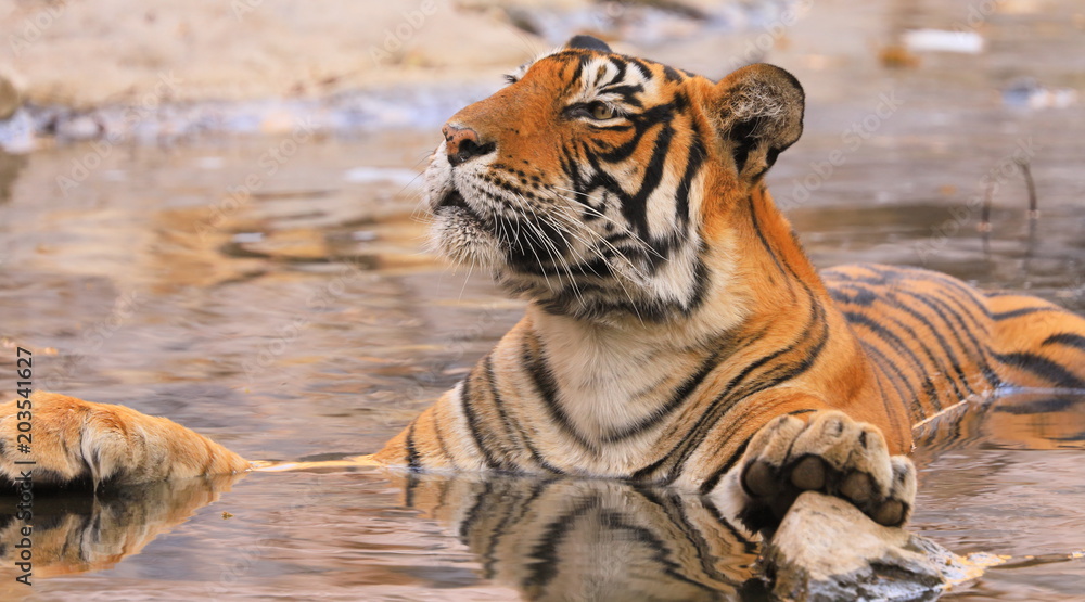 Fototapeta premium Tigress