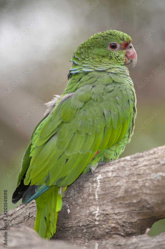 Colorful Parrot Talking
