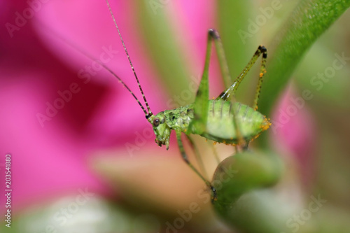 Green grasshopper on pink flower