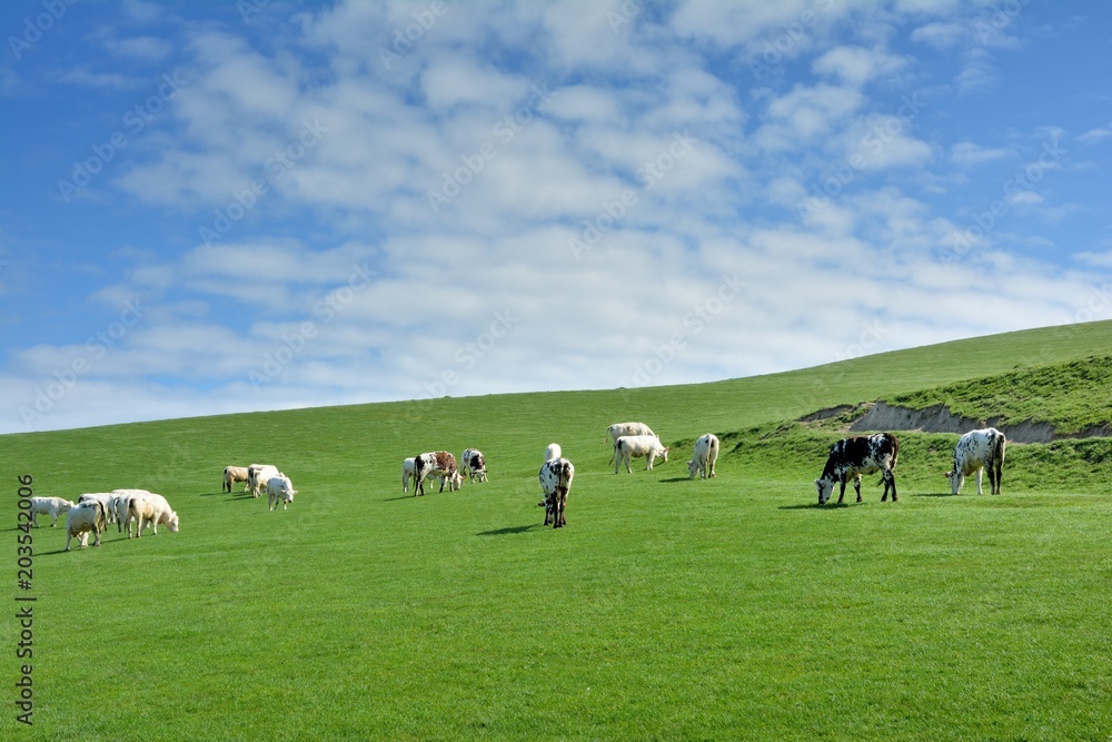 Troupeau de vaches sur les falaises près du cap Blanc-Nez dans les hauts-de-France