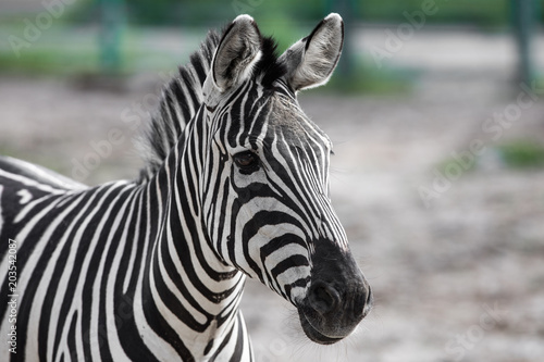 portrait of a zebra closeup