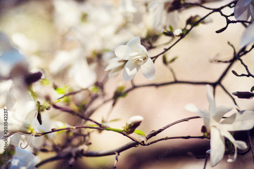 magnolia tree in park