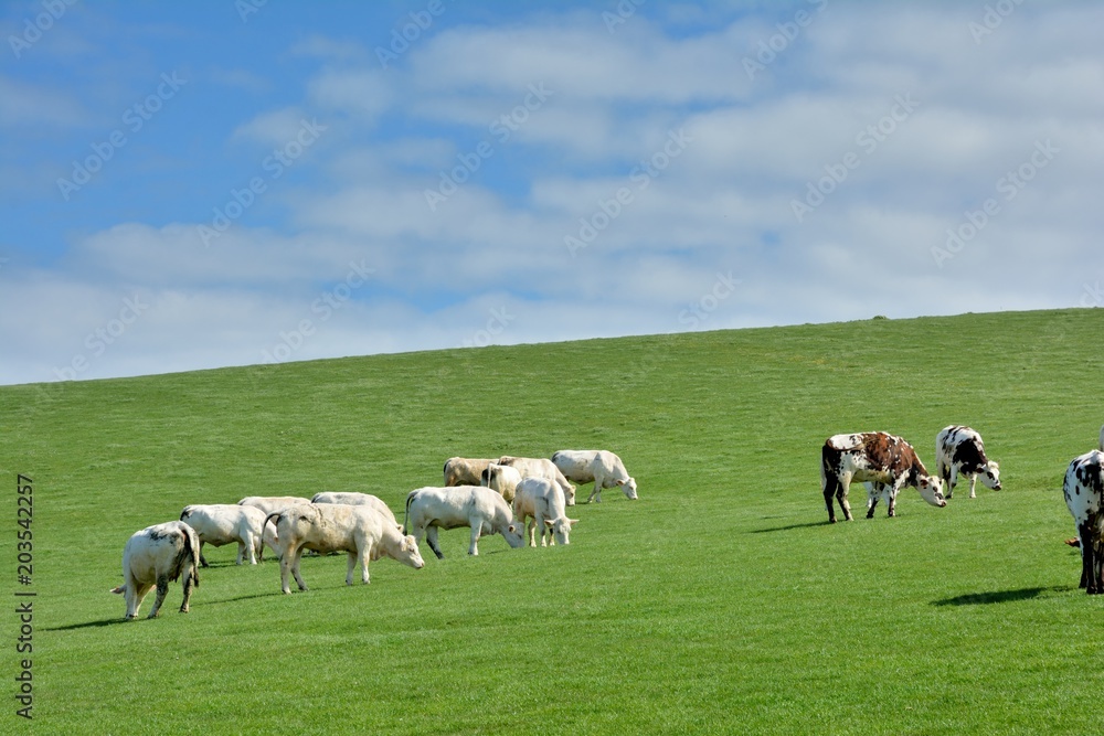 Troupeau de vaches sur les falaises près du cap Blanc-Nez dans les hauts-de-France Troupeau de vaches sur les falaises près du cap Blanc-Nez dans les hauts-de-France