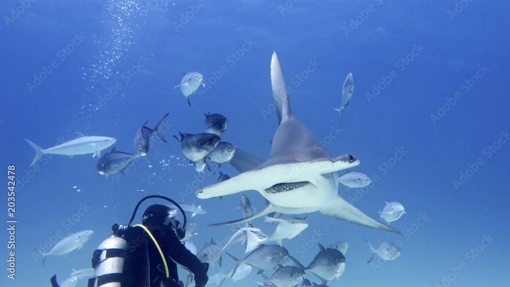 Fototapeta premium Portrait of a diver while he is filming a hammerhead shark. Concept: Nature, holidays, passion